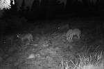 Smečka čtyř vlků obecných zachycená fotopastí v hřebenové oblasti středních Krkonoš.