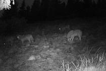 Smečka čtyř vlků obecných zachycená fotopastí v hřebenové oblasti středních Krkonoš.