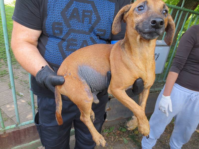 Veterináři vyhmátli týrané psy. Chovatelce jich odebrali třiapadesát.