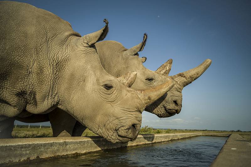Najin (vlevo) a Fatu (vpravo) jsou poslední dva severní bílí nosorožci na planetě. Tato fotografie byla pořízena na Ol Pejeta Conservancy ve výběhu 700 akrů, dva dny před procedurou 22. srpna 2019.