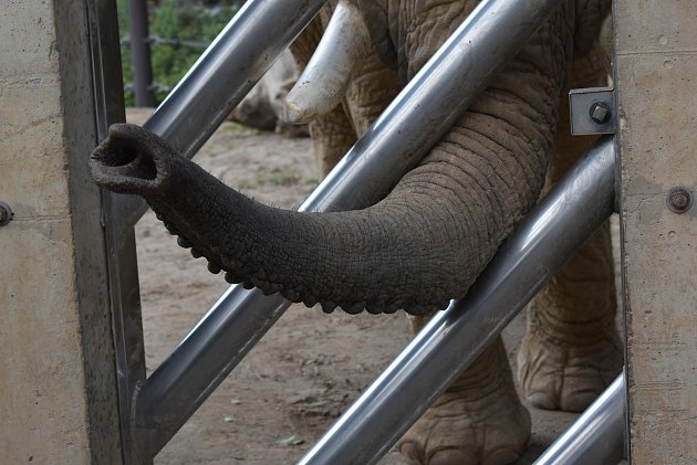 Zoolog Safari Parku Dvůr Králové Jiří Hrubý při krmení slonů.