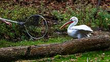 Odchyt pelikánů v safari v zoo Dvůr Králové nad Labem.