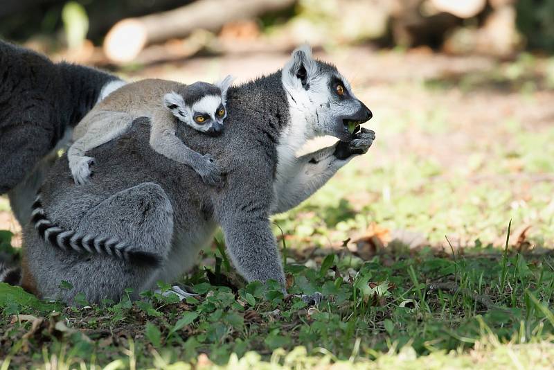 U lemurů se narodilo první mládě nového chovného samce.