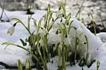 Bledule jarní a další kvítka ve sněhu