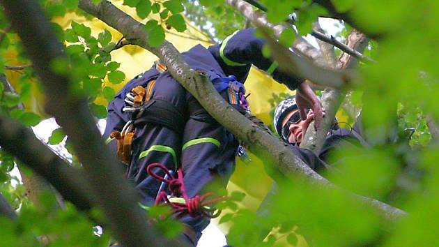 V neděli uvízl polský paraglidista v koruně stromu na zalesněném svahu u Semil. K místu vyjeli hasiči, záchranka i PČR, na místě byl i vrtulník. Nehoda se obešla bez zranění.