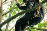V neděli uvízl polský paraglidista v koruně stromu na zalesněném svahu u Semil. K místu vyjeli hasiči, záchranka i PČR, na místě byl i vrtulník. Nehoda se obešla bez zranění.