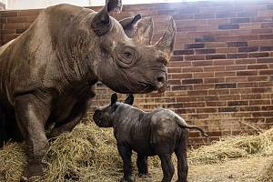 Malý samec nosorožce dvourohého Magashi se narodil v Safari Parku Dvůr Králové 4. března.