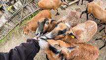 Safari Park Dvůr Králové otevřel brány návštěvníkům 3. prosince. Lidé tam přijeli během víkendu na výlet.