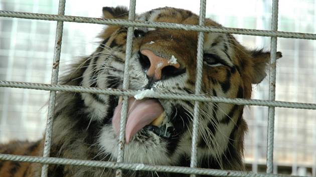 Chovatelé tygrů a dalších nebezpečných zvířat by se měli mít na pozoru. V platnost vešla na Nový rok nová vyhláška ministerstva zemědělství, která upravuje podmínky v chovech