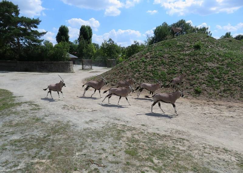 Africké dny v Safari parku Dvůr Králové nad Labem.
