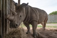 Vědcům se podařilo vytvořit dvě nová embrya nosorožce bílého severního