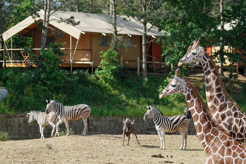 Rozmanitost typů ubytování, možnost vyžití a obrovský výběh pro africká zvířata je to, co safari park činí naprosto unikátním ubytovacím zařízením nejen v ČR, ale v celé Evropě. Pro milovníky dobrodružství a luxusu je tu glamping kemp.