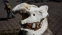 Vzpomínka na Sudána. Safari Park Dvůr Králové bude pracovat s ostatky posledního samce nosorožce bílého severního na světě.