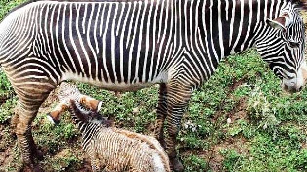 Zebra porodila mládě před návštěvníky zoo