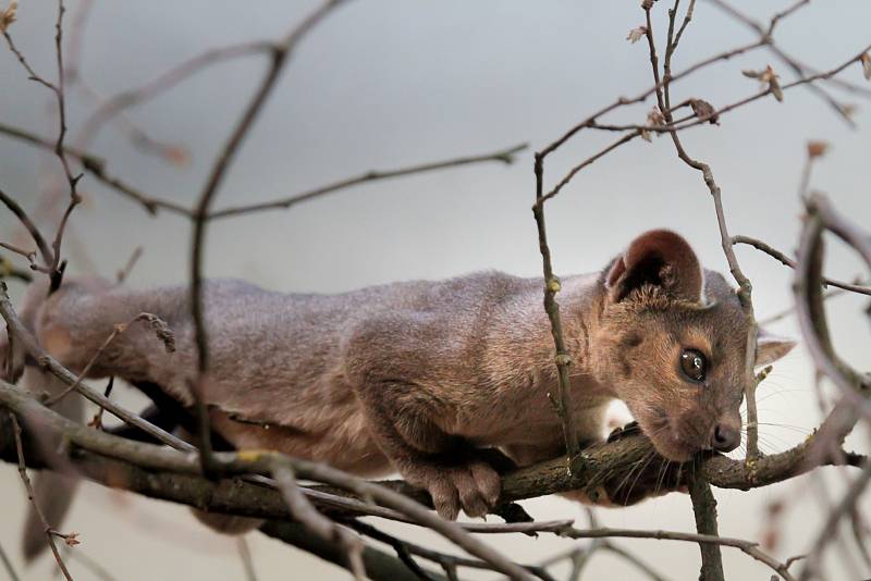 Dvojčata fos madagaskarských Zazu a Zara dělí čas během dne na hry a spánek. Ten zatím převládá.