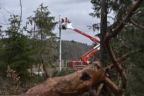 Energetici opravují vedení strhané stromy, které neodolaly silnému větru. Ilustrační fotografie.