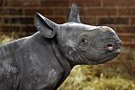 Safari Park Dvůr Králové nad Labem má světový unikát. Narodilo se zde třetí mládě nosorožce dvourohého východního za jediný rok. Je to kluk a jmenuje se Magashi