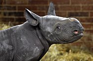 Safari Park Dvůr Králové nad Labem má světový unikát. Narodilo se zde třetí mládě nosorožce dvourohého východního za jediný rok. Je to kluk a jmenuje se Magashi