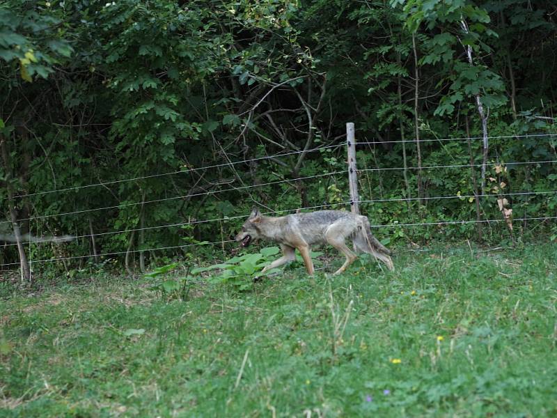 Vlčice v ohradě s ovcemi.