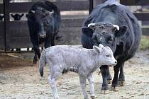 DOMÁCÍ SKOT DAHOME se v královédvorské zoo pyšní další zajímavostí. Tmavým rodičům se narodilo stříbrné tele.