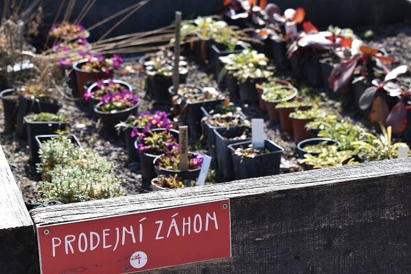 Přípravy na sezonu v bylinkové zahradě Domova sv. Josefa v Žirči jsou v plném proudu.
