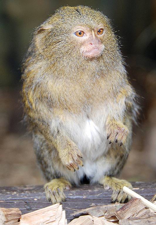 Kosmani zakrslí z královédvorské zoo mají mláďata