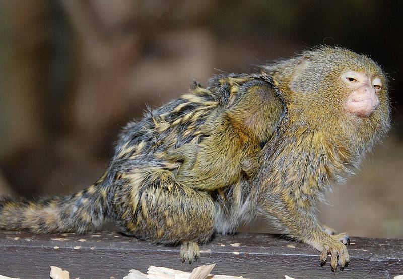 Kosmani zakrslí z královédvorské zoo mají mláďata