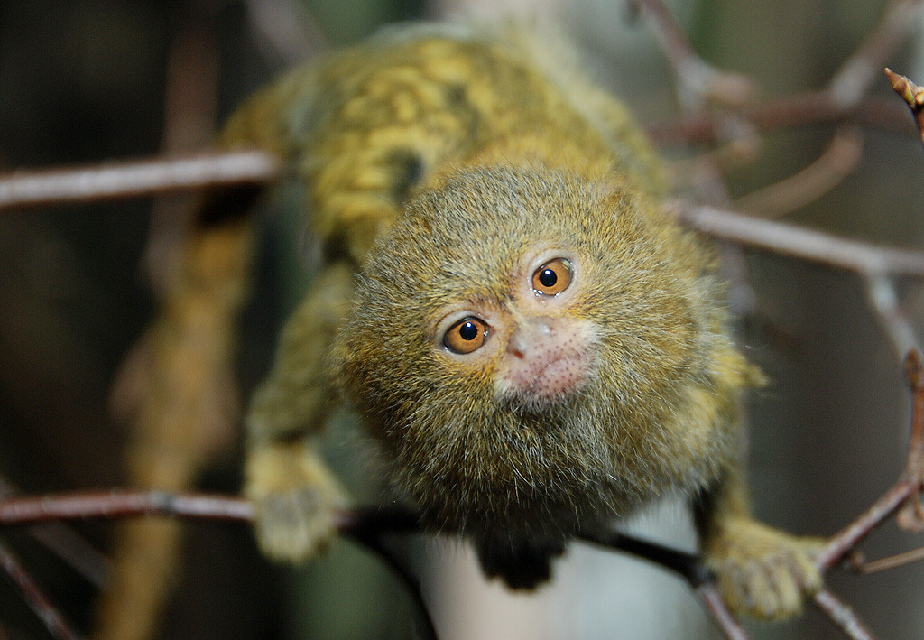FOTO: Nejmenší opičky světa mají mladé - Krkonošský deník