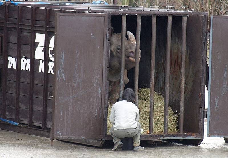 Transport indických nosorožců ze zoo Dvůr Králové do Portugalska