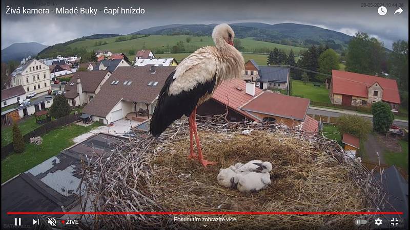 Čápata v městysi Mladé Buky přišla o maminku, pečuje o ně táta.