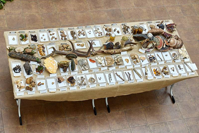 Na výstavě hub v Muzeu Podkrkonoší v Trutnově se objevilo více než 200 druhů.