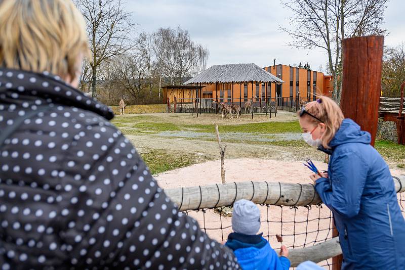 Do Safari Parku Dvůr Králové přišly první den po otevření zoologických zahrad čtyři stovky návštěvníků.