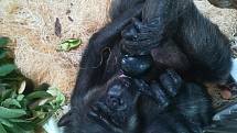 Šimpanzí samice Chispi po náročné operaci ochrnula, úspěšně ale rehabilituje.