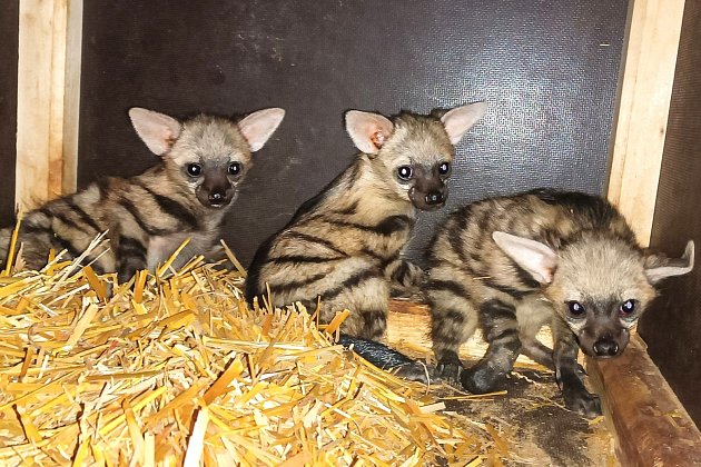 První váha mláďat hyenky. Safari park odhaluje detaily