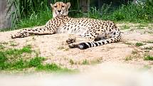 Safaripark Dvůr Králové nad Labem? Zoo v sezoně láká hlavně na nový výběh pro gepardy a nové pavilony.