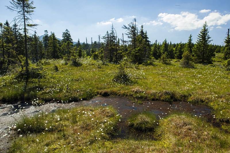 Krkonošské mokřady.