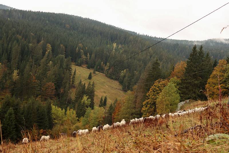 Horští pastevci přesouvají před zimou stádo ovcí z krkonošských luk do údolí.