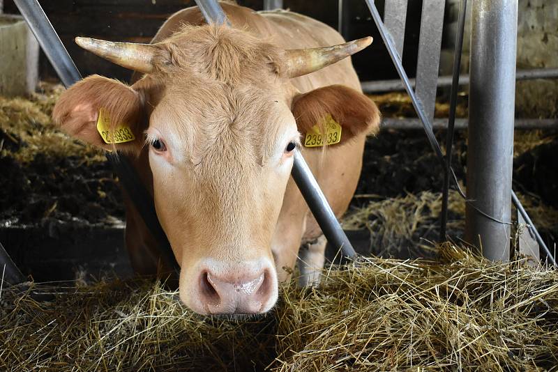 Biofarma pod Hájkem manželů Řehořkových v Horní Branné se stala českou ekofarmou roku 2020.