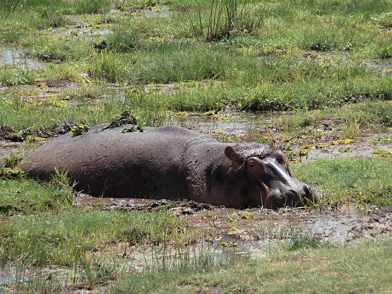 Hana Hindráková dokončuje nový román z afrického prostředí.