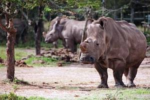 SAMICE NÁJIN z královédvorské zoo v keňské rezervaci Ol Pejeta zatím nezabřezla.
