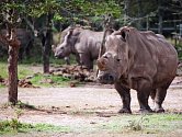 SAMICE NÁJIN z královédvorské zoo v keňské rezervaci Ol Pejeta zatím nezabřezla.