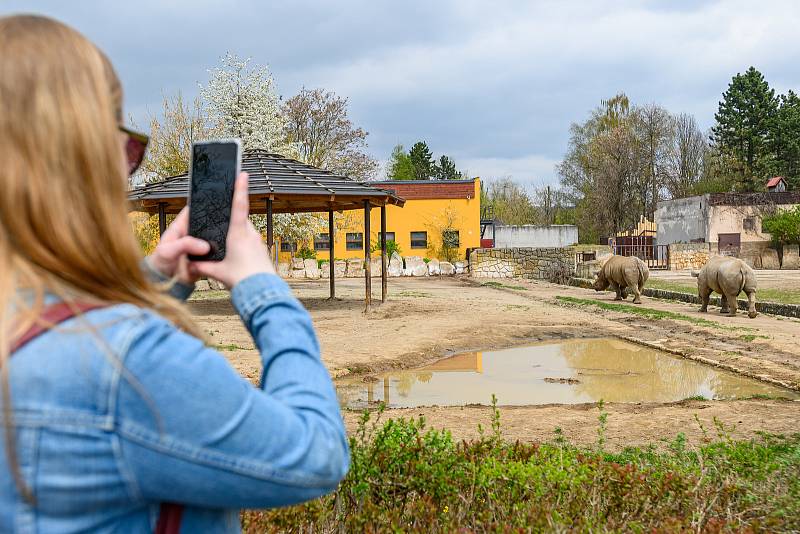 V sobotu dorazilo do Safari Parku Dvůr Králové 3374 lidí.