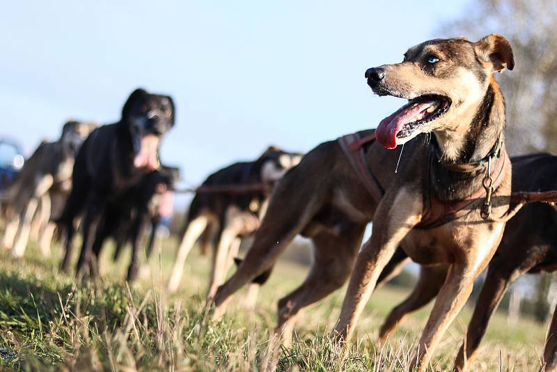 Musher Jiří Vondrák trénuje se svojí psí smečkou.