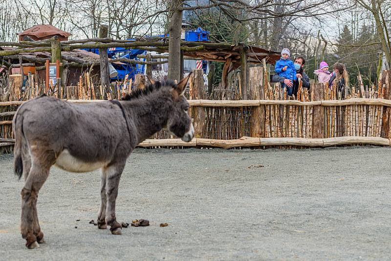 Do Safari Parku Dvůr Králové přišly první den po otevření zoologických zahrad čtyři stovky návštěvníků.