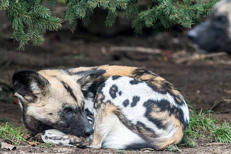 Safari Park Dvůr Králové otevřel brány návštěvníkům 3. prosince. Lidé tam přijeli během víkendu na výlet.