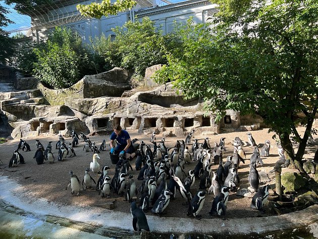 Chovatelé ptáků tráví poslední dny v Nizozemsku, kde se ve dvou zoologických zahradách seznamují s tučňáky brýlovými, kteří zanedlouho zamíří do Dvora Králové.