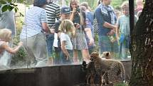 Simona Stašová křtila v Zoo Dvůr Králové gepardí mláďata