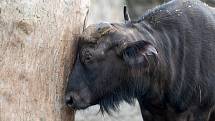 Safari Park Dvůr Králové otevřel brány návštěvníkům 3. prosince. Lidé tam přijeli během víkendu na výlet.