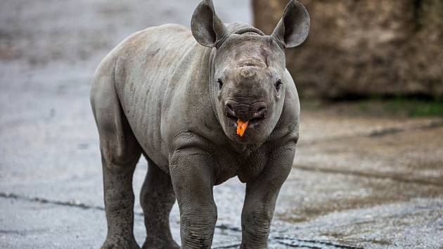 Mládě vzácného nosorožce dvourohého je celkově už 45. nosorožcem tohoto druhu narozeným ve dvorské zoo. Matkou se podruhé stala samice Etosha. 