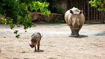 Od pondělí 25. května bude návštěvníkům k dispozici celý areál Safari Parku Dvůr Králové, včetně vnitřních pavilonů, restaurací, obchodů a galerie obrazů Zdeňka Buriana. Poprvé letos vyjedou Safaribusy a Afrika trucky do Afrického a Lvího safari.